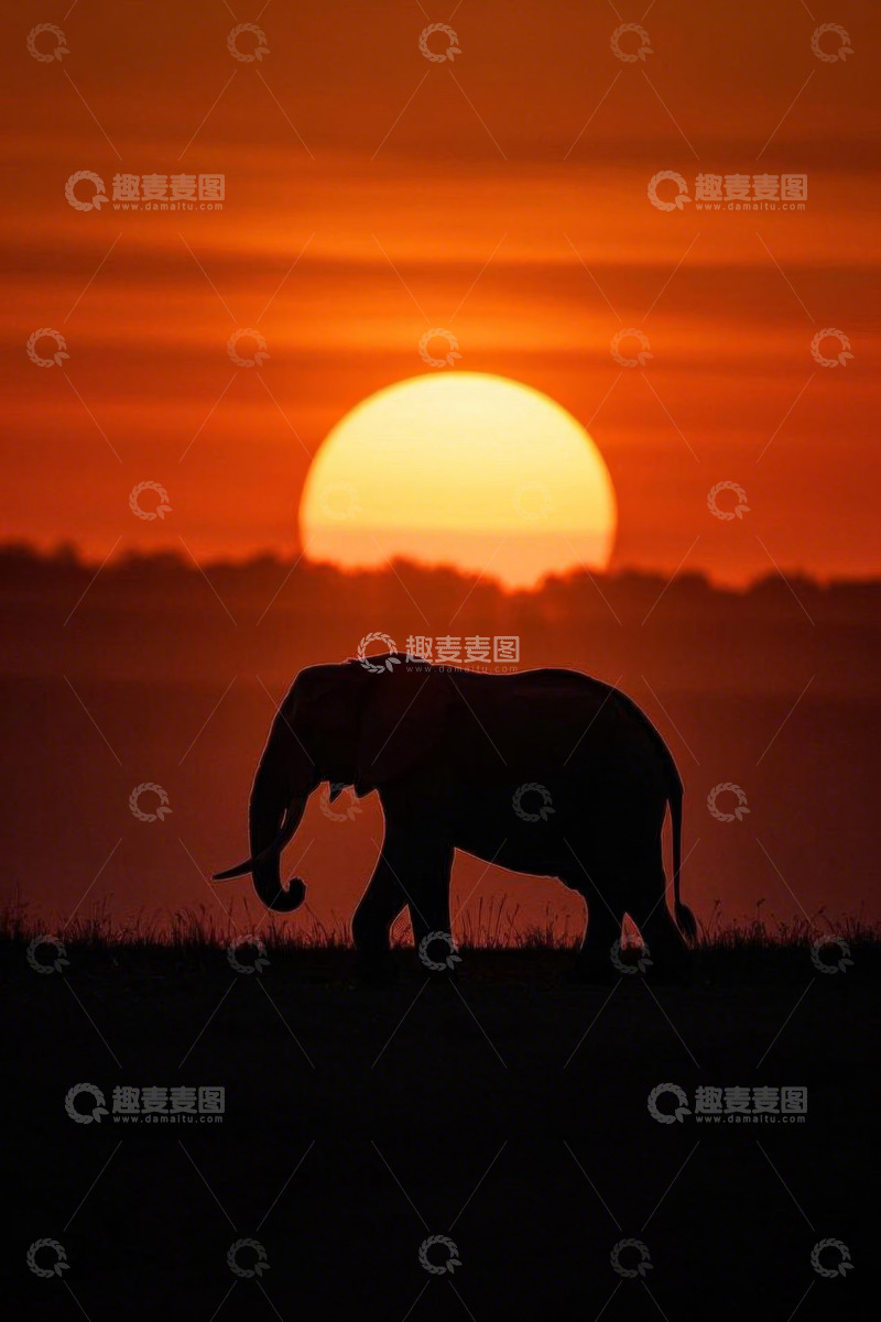 高清大图下载【趣麦麦图】夕阳下草原上行走的大象