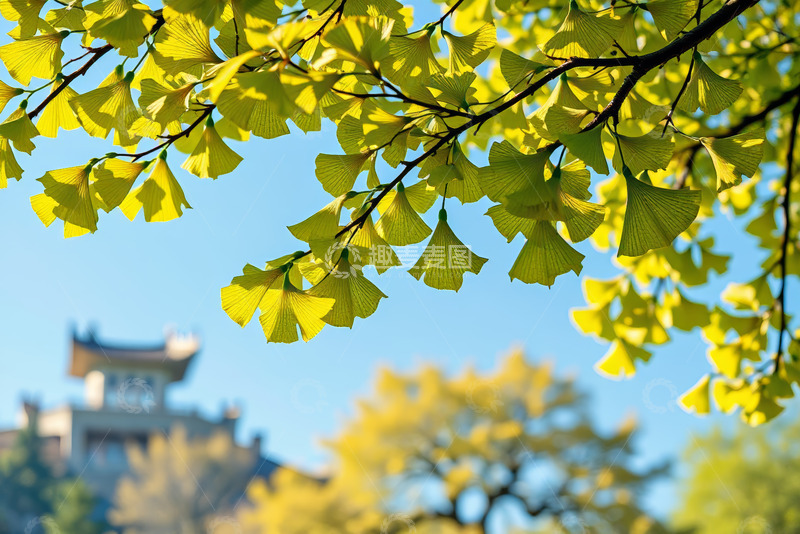 高清大图下载【趣麦麦图】枝头银杏叶与远景古建筑