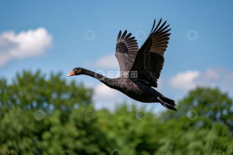 高清大图下载【趣麦麦图】飞翔的黑天鹅