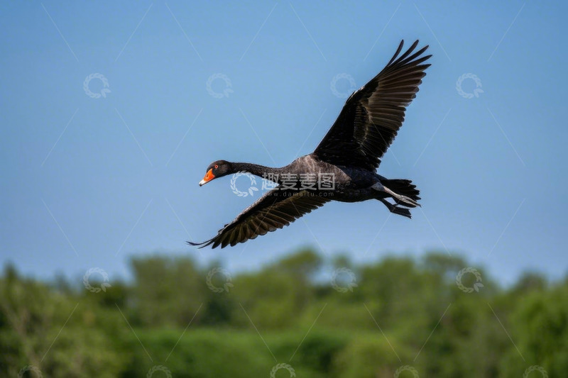 高清大图下载【趣麦麦图】空中飞翔的黑天鹅