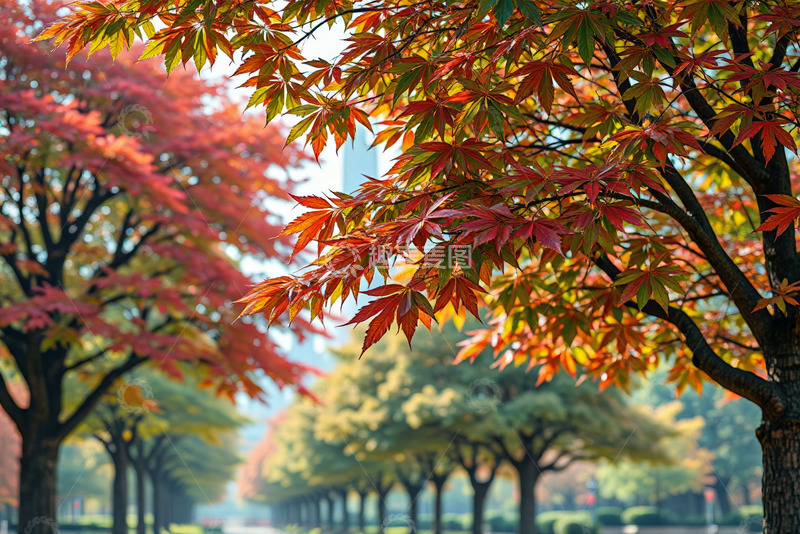 高清大图下载【趣麦麦图】秋季街道旁的多彩枫树