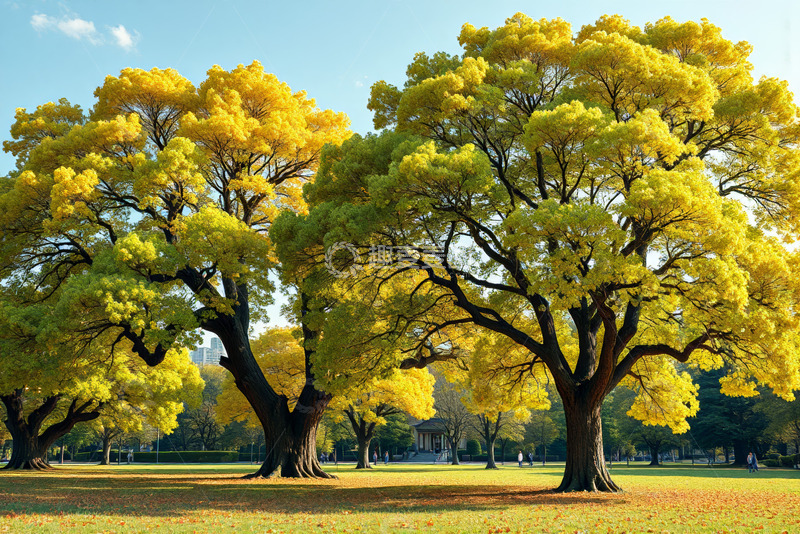 高清大图下载【趣麦麦图】公园内金黄树木风景