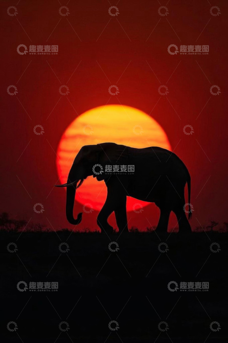 高清大图下载【趣麦麦图】夕阳下行走的大象剪影