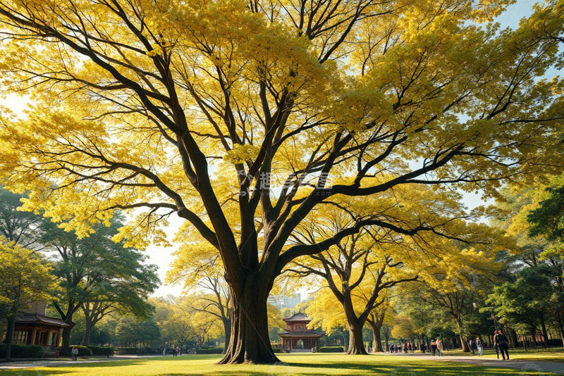 高清大图下载【趣麦麦图】公园中金黄色树木景观