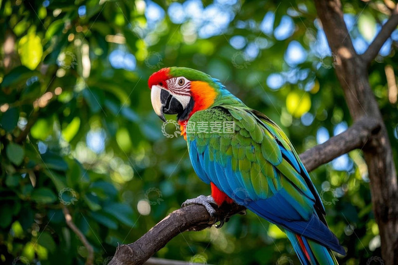 树枝上栖息的彩色金刚鹦鹉