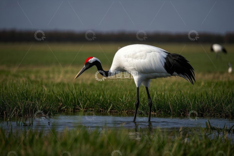 高清大图下载【趣麦麦图】湿地丹顶鹤觅食画面