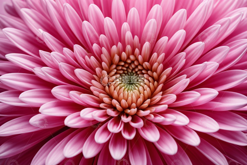 高清大图下载【趣麦麦图】粉色花朵微距特写