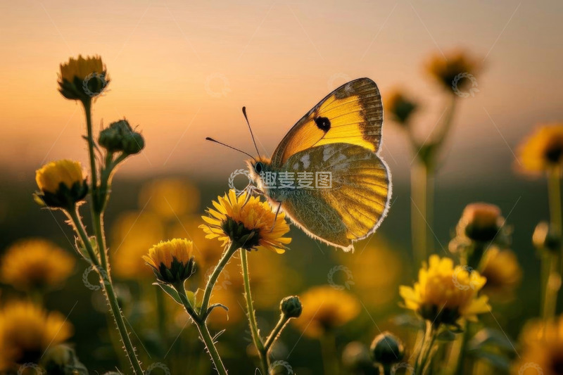 高清大图下载【趣麦麦图】蝴蝶停留在黄色花朵上