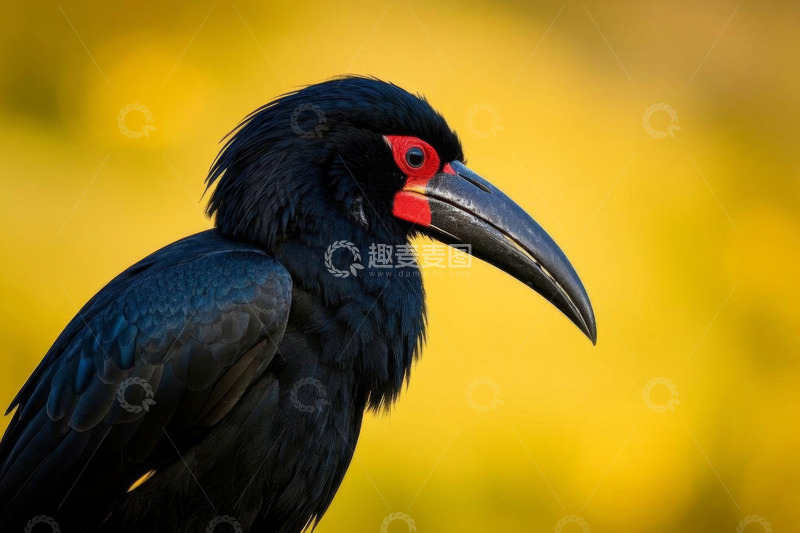 高清大图下载【趣麦麦图】黑羽红颊长喙鸟特写