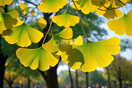 银杏树叶特写