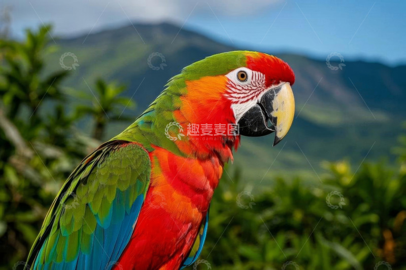 高清大图下载【趣麦麦图】多彩金刚鹦鹉自然风光特写