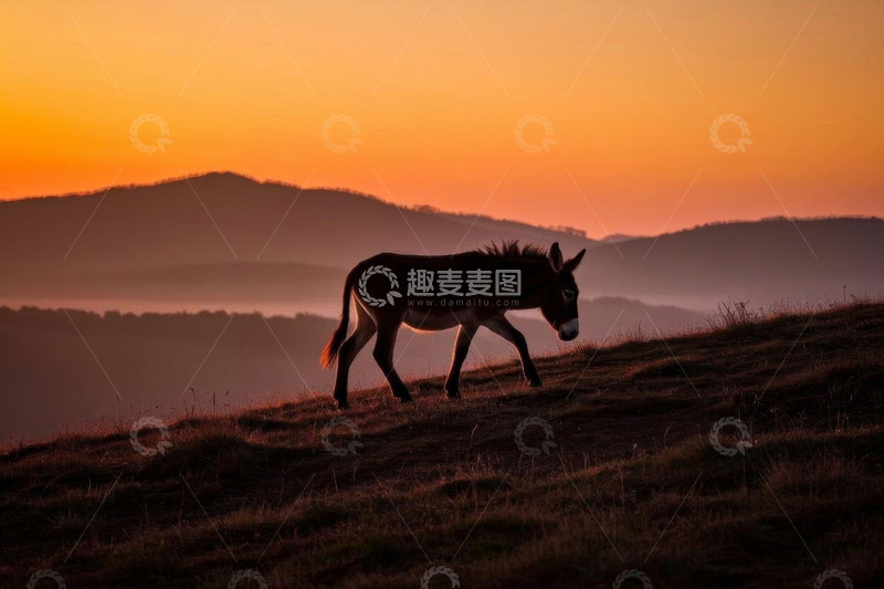 高清大图下载【趣麦麦图】黄昏时分山坡上行走的驴