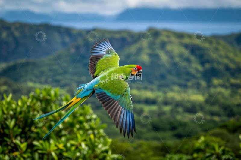 高清大图下载【趣麦麦图】飞行中的多彩鹦鹉与山林背景