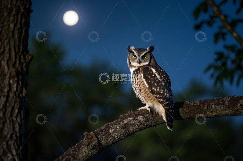 高清大图下载【趣麦麦图】月夜树枝上的猫头鹰