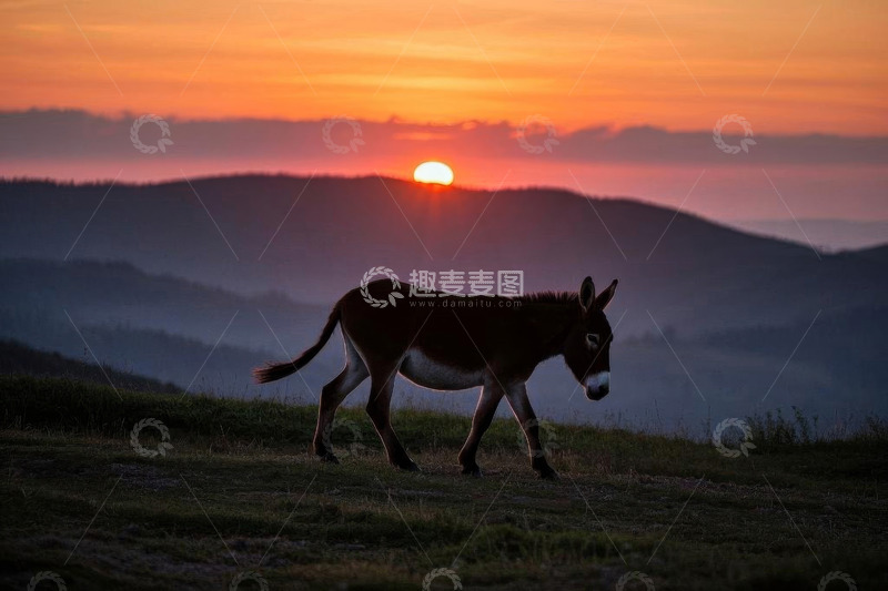 高清大图下载【趣麦麦图】夕阳下行走的驴