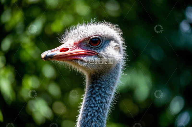 高清大图下载【趣麦麦图】鸵鸟头部特写