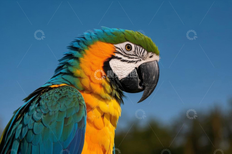 高清大图下载【趣麦麦图】色彩斑斓金刚鹦鹉特写