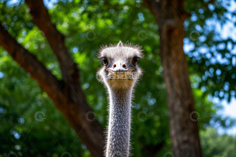 高清大图下载【趣麦麦图】近景鸵鸟头部特写
