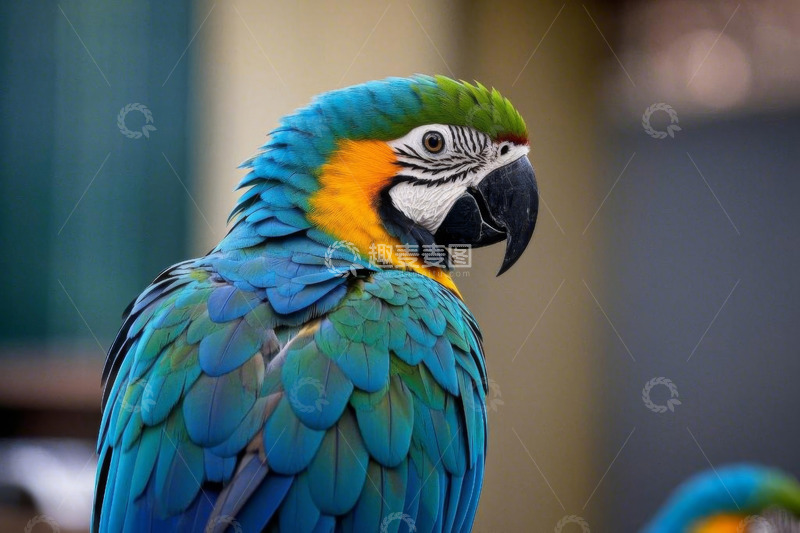 高清大图下载【趣麦麦图】色彩斑斓鹦鹉特写