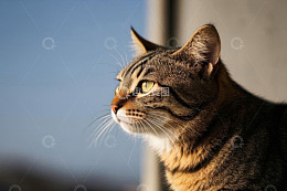 侧头凝视的虎斑猫