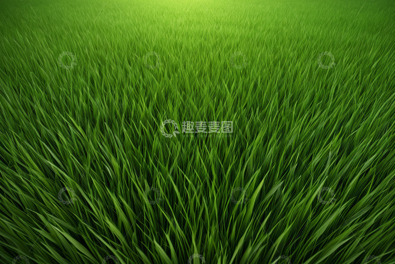 高清大图下载【趣麦麦图】绿色茂盛草地自然风光