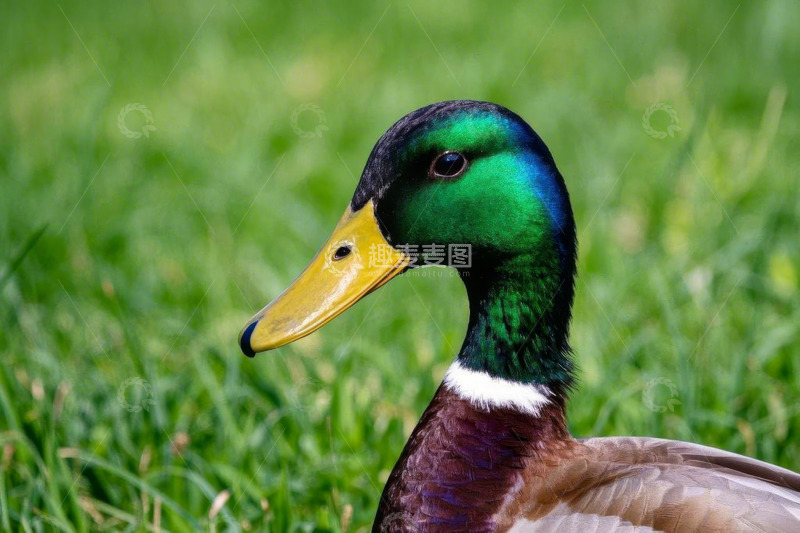 高清大图下载【趣麦麦图】绿草地上的野鸭特写