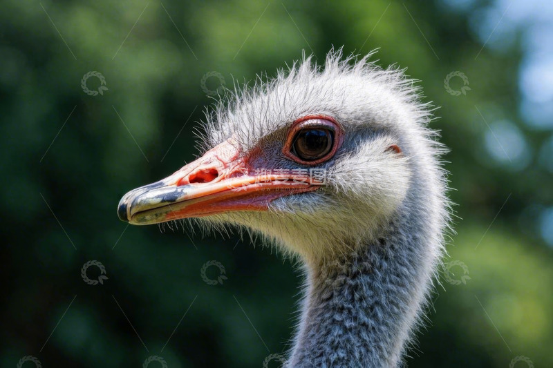 高清大图下载【趣麦麦图】鸵鸟头部特写