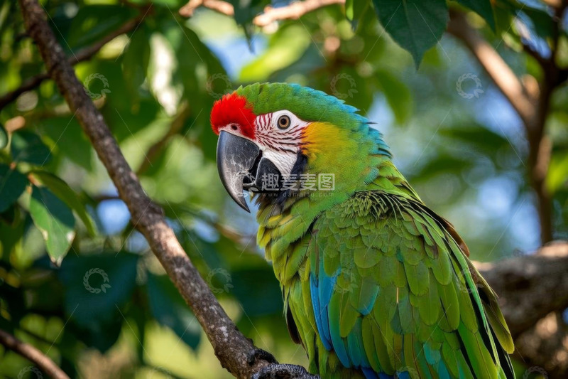 高清大图下载【趣麦麦图】枝头栖息的多彩鹦鹉