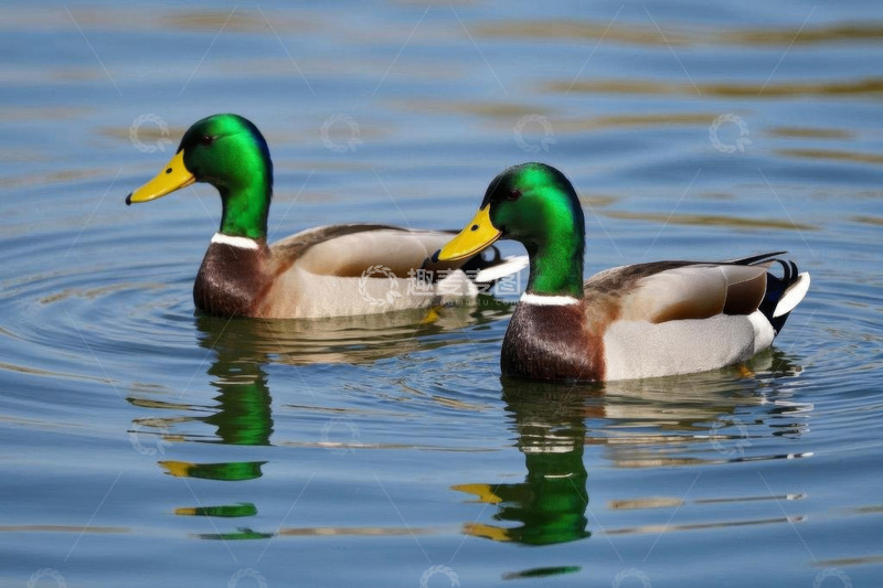 高清大图下载【趣麦麦图】水面上游动的两只鸭子