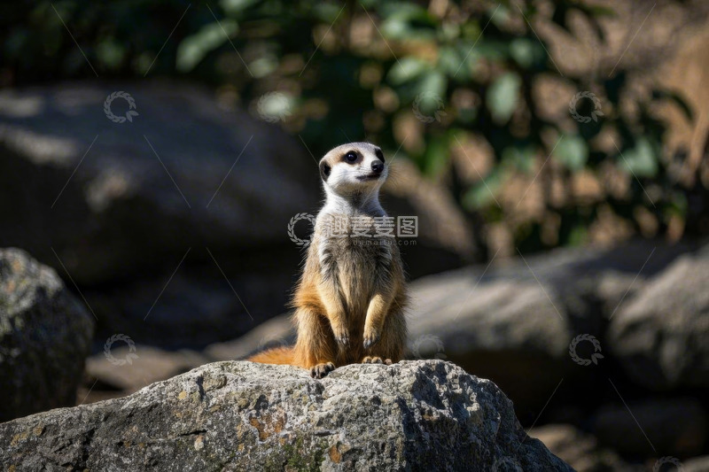 高清大图下载【趣麦麦图】站立在岩石上的猫鼬