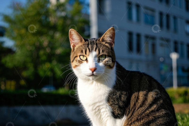 高清大图下载【趣麦麦图】户外草地中的花猫特写
