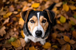 落叶中的狗仰视视角画面