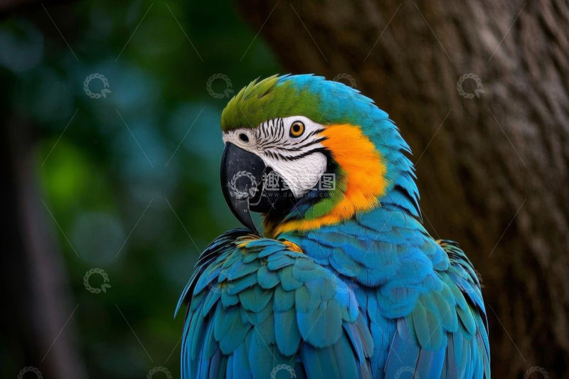 高清大图下载【趣麦麦图】多彩金刚鹦鹉特写