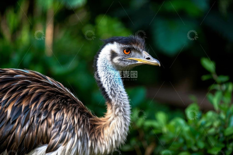 高清大图下载【趣麦麦图】鸵鸟头部特写