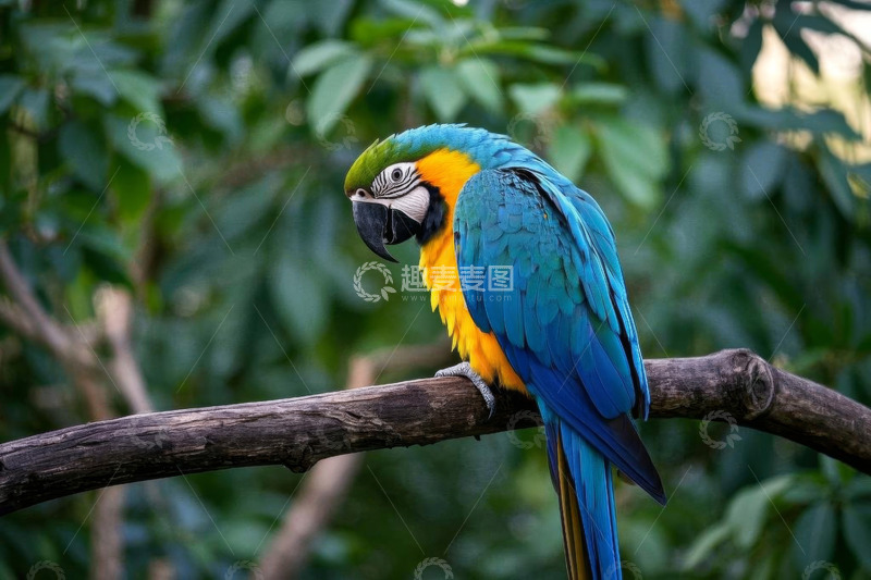 高清大图下载【趣麦麦图】枝头栖息的彩色金刚鹦鹉
