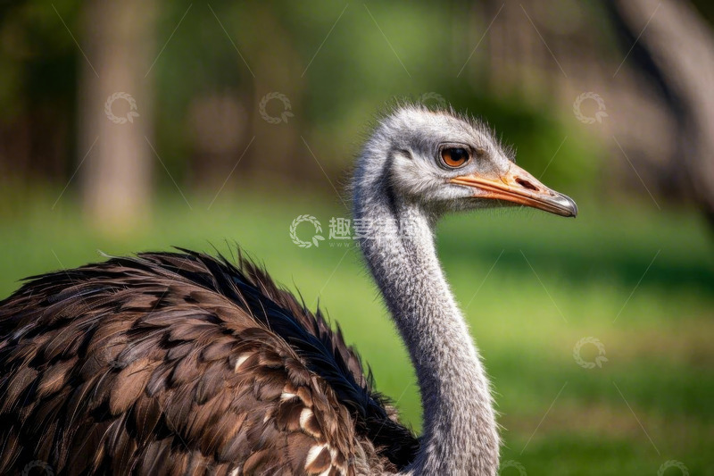高清大图下载【趣麦麦图】鸵鸟特写近景画面