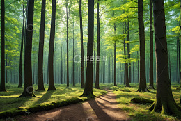 阳光照耀下的森林风景