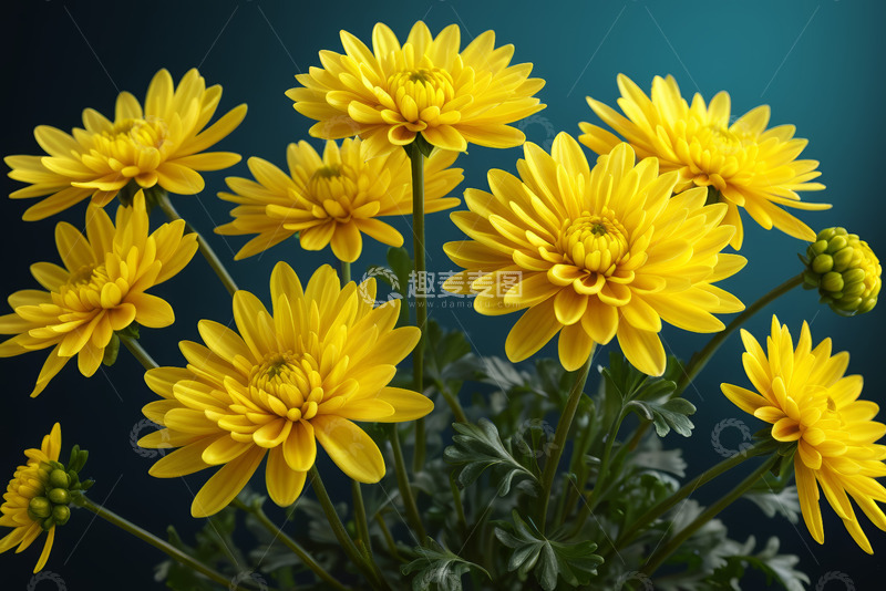 高清大图下载【趣麦麦图】黄色菊花微距特写