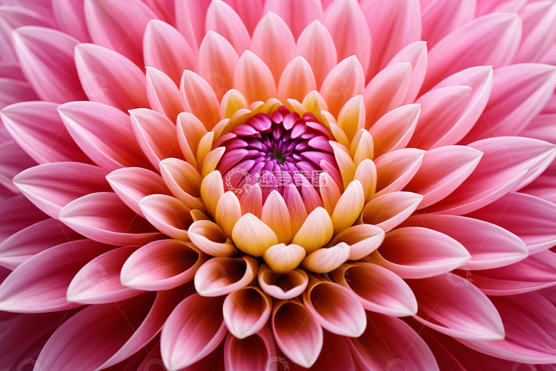 高清大图下载【趣麦麦图】粉色大丽花特写