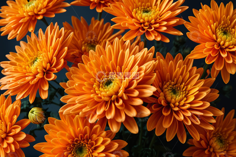 高清大图下载【趣麦麦图】橙色菊花特写画面