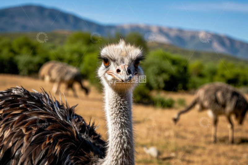 高清大图下载【趣麦麦图】近景鸵鸟及远处鸵鸟群