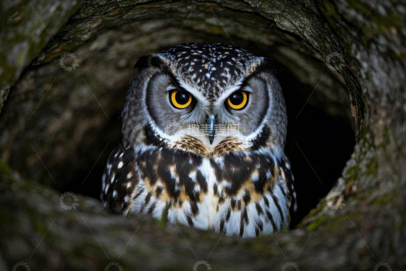 高清大图下载【趣麦麦图】树洞中的猫头鹰特写