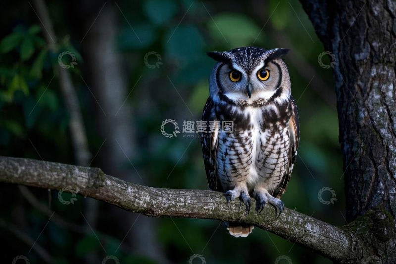 高清大图下载【趣麦麦图】树枝上栖息的猫头鹰