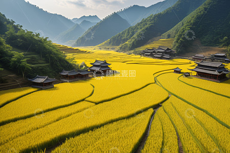 乡村稻田与传统建筑景观