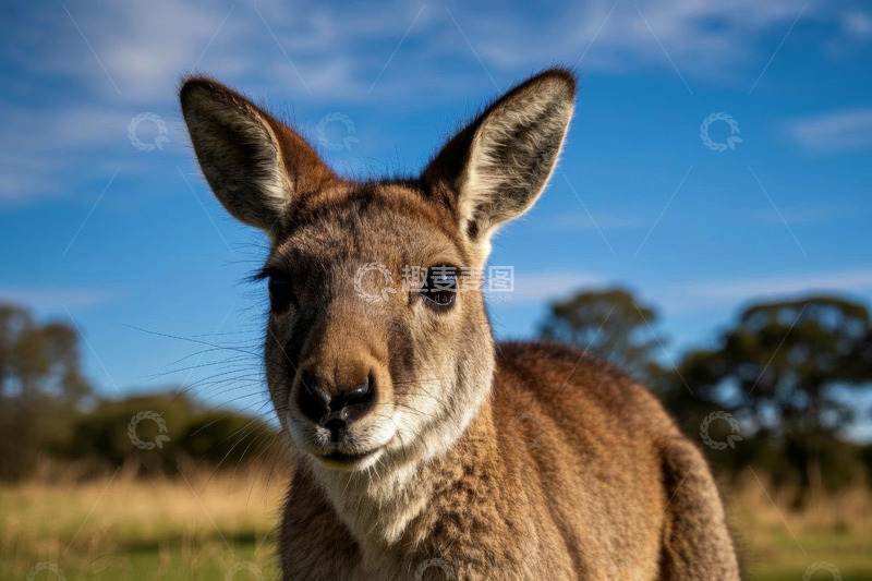 高清大图下载【趣麦麦图】澳大利亚袋鼠特写