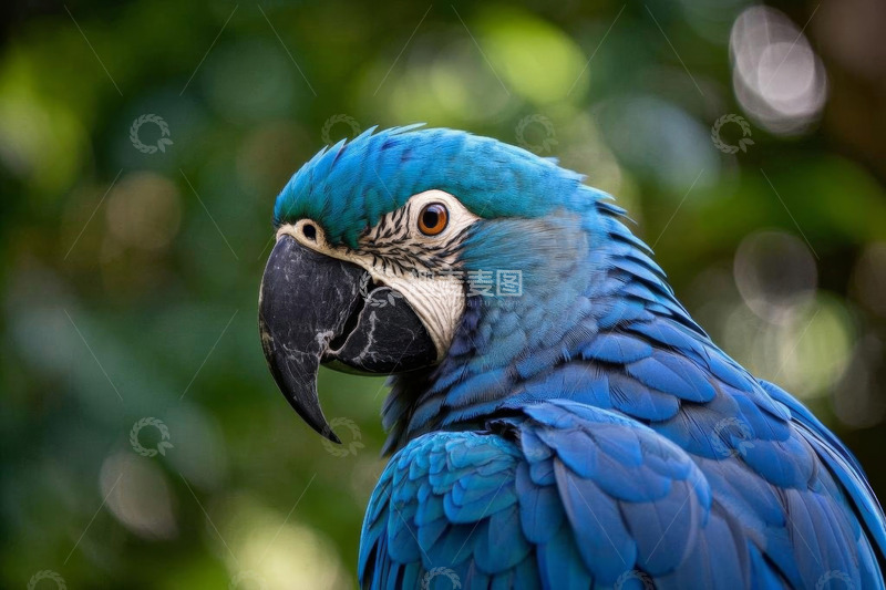 高清大图下载【趣麦麦图】蓝色金刚鹦鹉特写
