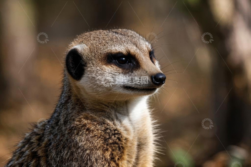 高清大图下载【趣麦麦图】猫鼬特写素材