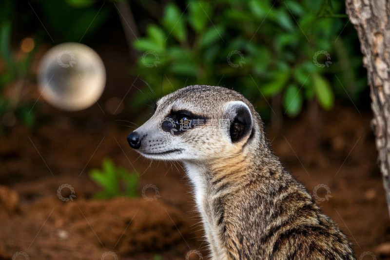 高清大图下载【趣麦麦图】猫鼬侧面特写