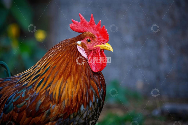 高清大图下载【趣麦麦图】公鸡特写素材