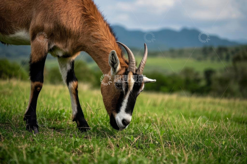 高清大图下载【趣麦麦图】山羊在草地低头吃草场景